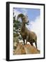 Bighorn Sheep Ram In Banff-null-Framed Art Print