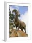 Bighorn Sheep Ram In Banff-null-Framed Art Print