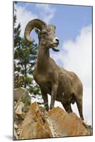 Bighorn Sheep Ram In Banff-null-Mounted Art Print