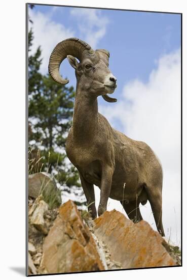 Bighorn Sheep Ram In Banff-null-Mounted Art Print