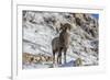 Bighorn sheep ram in early winter in Glacier National Park, Montana, USA-Chuck Haney-Framed Premium Photographic Print