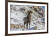 Bighorn sheep ram in early winter in Glacier National Park, Montana, USA-Chuck Haney-Framed Premium Photographic Print