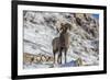 Bighorn sheep ram in early winter in Glacier National Park, Montana, USA-Chuck Haney-Framed Premium Photographic Print