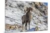 Bighorn sheep ram in early winter in Glacier National Park, Montana, USA-Chuck Haney-Mounted Premium Photographic Print