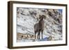 Bighorn sheep ram in early winter in Glacier National Park, Montana, USA-Chuck Haney-Framed Photographic Print