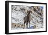 Bighorn sheep ram in early winter in Glacier National Park, Montana, USA-Chuck Haney-Framed Photographic Print