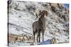 Bighorn sheep ram in early winter in Glacier National Park, Montana, USA-Chuck Haney-Stretched Canvas