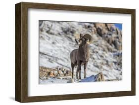 Bighorn sheep ram in early winter in Glacier National Park, Montana, USA-Chuck Haney-Framed Photographic Print