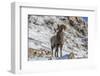 Bighorn sheep ram in early winter in Glacier National Park, Montana, USA-Chuck Haney-Framed Photographic Print