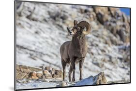 Bighorn sheep ram in early winter in Glacier National Park, Montana, USA-Chuck Haney-Mounted Photographic Print