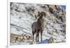 Bighorn sheep ram in early winter in Glacier National Park, Montana, USA-Chuck Haney-Framed Photographic Print