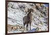 Bighorn sheep ram in early winter in Glacier National Park, Montana, USA-Chuck Haney-Framed Photographic Print