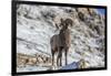 Bighorn sheep ram in early winter in Glacier National Park, Montana, USA-Chuck Haney-Framed Photographic Print
