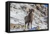 Bighorn sheep ram in early winter in Glacier National Park, Montana, USA-Chuck Haney-Framed Stretched Canvas