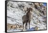 Bighorn sheep ram in early winter in Glacier National Park, Montana, USA-Chuck Haney-Framed Stretched Canvas