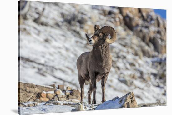 Bighorn sheep ram in early winter in Glacier National Park, Montana, USA-Chuck Haney-Stretched Canvas