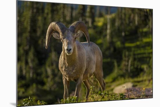 Bighorn sheep ram in Glacier National Park, Montana, USA-Chuck Haney-Mounted Photographic Print