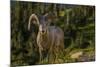 Bighorn sheep ram in Glacier National Park, Montana, USA-Chuck Haney-Mounted Photographic Print