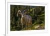 Bighorn sheep ram in Glacier National Park, Montana, USA-Chuck Haney-Framed Premium Photographic Print