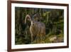 Bighorn sheep ram in Glacier National Park, Montana, USA-Chuck Haney-Framed Premium Photographic Print