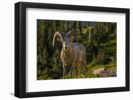 Bighorn sheep ram in Glacier National Park, Montana, USA-Chuck Haney-Framed Photographic Print