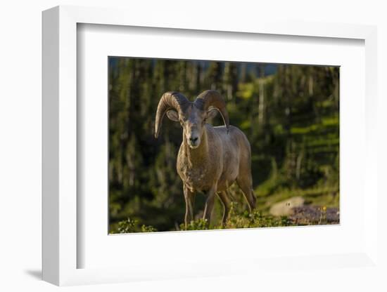 Bighorn sheep ram in Glacier National Park, Montana, USA-Chuck Haney-Framed Photographic Print
