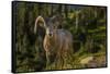 Bighorn sheep ram in Glacier National Park, Montana, USA-Chuck Haney-Framed Stretched Canvas