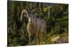 Bighorn sheep ram in Glacier National Park, Montana, USA-Chuck Haney-Stretched Canvas