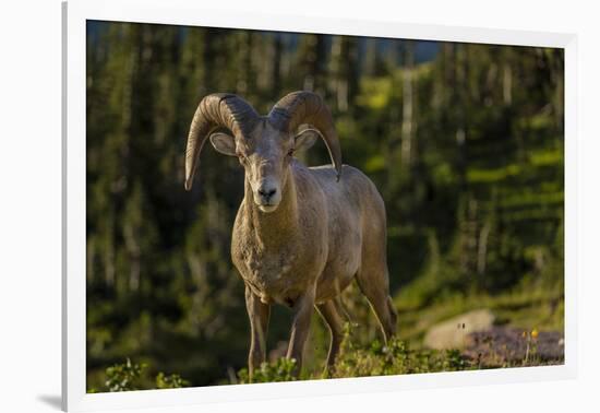 Bighorn sheep ram in Glacier National Park, Montana, USA-Chuck Haney-Framed Photographic Print