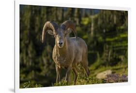 Bighorn sheep ram in Glacier National Park, Montana, USA-Chuck Haney-Framed Photographic Print