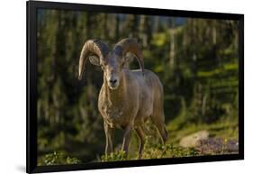 Bighorn sheep ram in Glacier National Park, Montana, USA-Chuck Haney-Framed Photographic Print