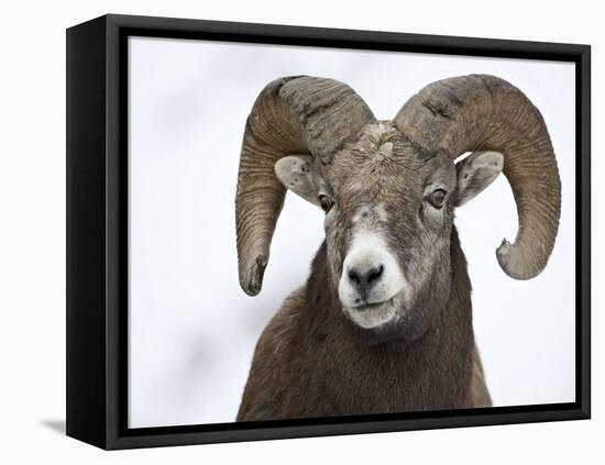 Bighorn Sheep Ram in the Snow, Yellowstone National Park, Wyoming, USA-James Hager-Framed Stretched Canvas