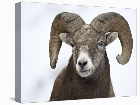 Bighorn Sheep Ram in the Snow, Yellowstone National Park, Wyoming, USA-James Hager-Stretched Canvas