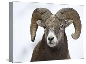 Bighorn Sheep Ram in the Snow, Yellowstone National Park, Wyoming, USA-James Hager-Stretched Canvas