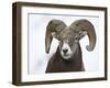 Bighorn Sheep Ram in the Snow, Yellowstone National Park, Wyoming, USA-James Hager-Framed Premium Photographic Print