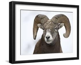 Bighorn Sheep Ram in the Snow, Yellowstone National Park, Wyoming, USA-James Hager-Framed Premium Photographic Print