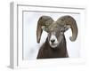 Bighorn Sheep Ram in the Snow, Yellowstone National Park, Wyoming, USA-James Hager-Framed Premium Photographic Print