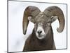 Bighorn Sheep Ram in the Snow, Yellowstone National Park, Wyoming, USA-James Hager-Mounted Photographic Print