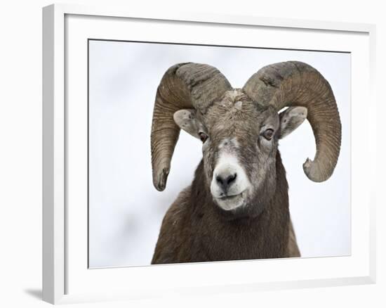 Bighorn Sheep Ram in the Snow, Yellowstone National Park, Wyoming, USA-James Hager-Framed Photographic Print