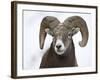 Bighorn Sheep Ram in the Snow, Yellowstone National Park, Wyoming, USA-James Hager-Framed Photographic Print