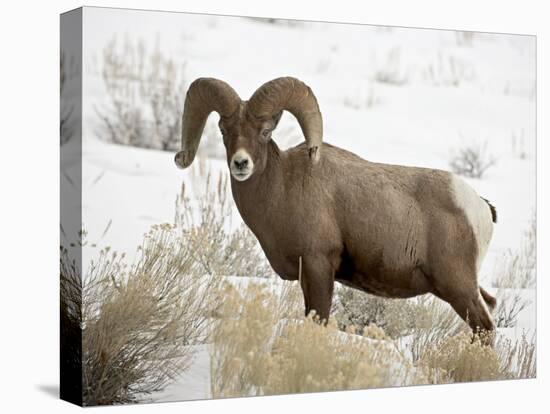 Bighorn Sheep Ram in the Snow, Yellowstone National Park, Wyoming, USA-James Hager-Stretched Canvas