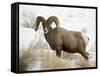 Bighorn Sheep Ram in the Snow, Yellowstone National Park, Wyoming, USA-James Hager-Framed Stretched Canvas