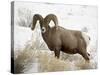 Bighorn Sheep Ram in the Snow, Yellowstone National Park, Wyoming, USA-James Hager-Stretched Canvas