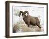 Bighorn Sheep Ram in the Snow, Yellowstone National Park, Wyoming, USA-James Hager-Framed Photographic Print