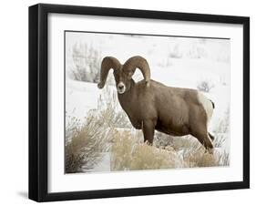 Bighorn Sheep Ram in the Snow, Yellowstone National Park, Wyoming, USA-James Hager-Framed Photographic Print