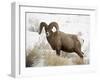 Bighorn Sheep Ram in the Snow, Yellowstone National Park, Wyoming, USA-James Hager-Framed Photographic Print