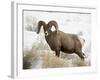 Bighorn Sheep Ram in the Snow, Yellowstone National Park, Wyoming, USA-James Hager-Framed Photographic Print