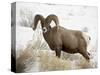 Bighorn Sheep Ram in the Snow, Yellowstone National Park, Wyoming, USA-James Hager-Stretched Canvas