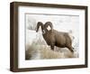 Bighorn Sheep Ram in the Snow, Yellowstone National Park, Wyoming, USA-James Hager-Framed Photographic Print