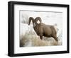 Bighorn Sheep Ram in the Snow, Yellowstone National Park, Wyoming, USA-James Hager-Framed Photographic Print